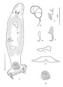 Kasetsart University - มหาวิทยาลัยเกษตรศาสตร์