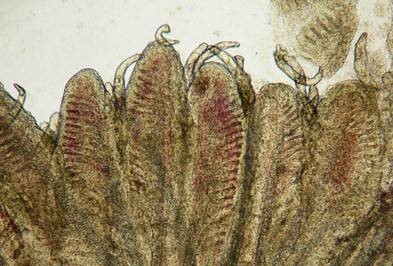 Kasetsart University - มหาวิทยาลัยเกษตรศาสตร์