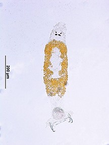 Kasetsart University - มหาวิทยาลัยเกษตรศาสตร์